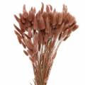 Floristik24 Sucha florystyka trawa z ogona królika Lagurus czerwonawo-brązowa 100g