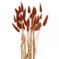 Floristik24 Trawa sucha rdzawoczerwona, dekoracja naturalna, lagurus, florystyka sucha L45–50cm 30p