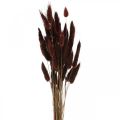 Floristik24 Kwiaciarnia sucha, trawa ozdobna, Lagurus Brown L35–50cm 25g