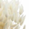 Floristik24 Suszony Kwiat Lagurus Lampa Czyszcząca Trawa Bielona 100g