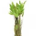 Floristik24 Aksamitna zieleń traw, lagurus, sucha dekoracja, suszona słodka trawa L18-50cm 25g