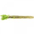 Floristik24 Aksamitna zieleń traw, lagurus, sucha dekoracja, suszona słodka trawa L18-50cm 25g