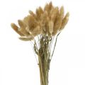 Floristik24 Lagurus ovatus, Pennisetum Trawa, Aksamit Trawa Naturalny Jasnobrązowy L40–50cm 30g