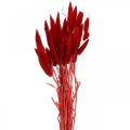 Floristik24 Trawa ozdobna czerwona, lagurus, trawa aksamitna, florystyka sucha L30–50cm 20g
