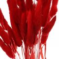 Floristik24 Trawa ozdobna czerwona, lagurus, trawa aksamitna, florystyka sucha L30–50cm 20g