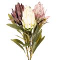 Floristik24 Kwiat sztuczny protea Leucadendron 100cm 3szt