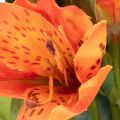 Sztuczny kwiat Alstroemeria Pomarańcza, sztuczna dekoracja bukietu, 75 cm, 3 sztuki | Floristik24.pl