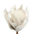 Floristik24 Pianka Magnolia Kwiat szary, biały Ø10cm L26cm 4szt.