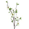 Floristik24 Gałązka magnolii biało-zielona 94cm