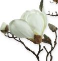 Floristik24 Gałązka magnolii biała 110cm