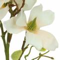 Floristik24 Magnolia Brzoskwinia 85 cm