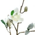 Floristik24 Gałązka magnolii biała L 82cm ze śniegiem