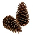 Floristik24 Szyszki Maritima 14/18 naturalne 25 szt