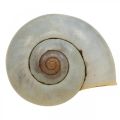 Floristik24 Dekoracja morska muszla ślimaka naturalne ślimaki puste 2-5cm 1kg