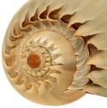 Floristik24 Melo Roller Snail Shell Natural 20cm - 22cm
