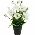 Floristik24 Mak w doniczce Biały Jedwabne kwiaty Dekoracja kwiatowa