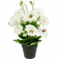 Floristik24 Mak w doniczce Biały Jedwabne kwiaty Dekoracja kwiatowa