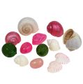 Floristik24 Shell Mix White-Pink 350g