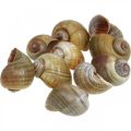 Floristik24 Ozdoba ślimakowa, muszle ślimaków natura morska, zielona 10szt