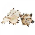 Floristik24 Deco muszle ślimaków w paski, ślimaki morskie naturalna dekoracja 1kg