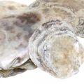 Floristik24 Dekoracja morska, muszle Capiz, przedmioty naturalne masa perłowa, fiolet 8–14cm 1kg