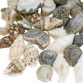 Floristik24 Deco Snail Shells Mini Nature Mix Dekoracja Morska 1kg