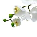 Floristik24 Ćma Orchidea 75 cm Biała