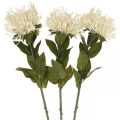Floristik24 Poduszka Sztuczne Kwiaty Egzotyczne Protea Leucospermum Cream 73cm 3szt.