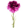 Floristik24 Goździk sztuczny, dwukolorowy, długa łodyga 56cm, pęczek 8 szt.