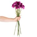 Goździk sztuczny, dwukolorowy, długa łodyga 56cm, pęczek 8 szt. | Floristik24.pl