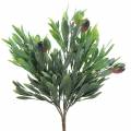 Floristik24 Sztuczna gałązka oliwna zielona 27 cm 7 pasm