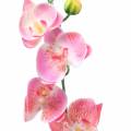 Floristik24 Orchid Phalaenopsis Sztuczny Różowy 60cm