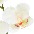 Floristik24 Storczyk Phalaenopsis sztuczny 6 kwiatów kremoworóżowy 70cm