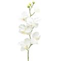 Floristik24 Storczyk Phalaenopsis sztuczny 6 kwiatów biały kremowy 70cm