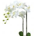 Floristik24 Orchidea Biała na 65 cm żarówce