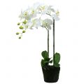 Floristik24 Orchidea Biała na 65 cm żarówce