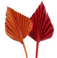 Floristik24 Palmspear mix czerwony/pomarańczowy 50szt