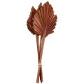 Floristik24 Palmspear liście palmowe naturalna dekoracja brązowa 5-9×14cm L35cm 4szt