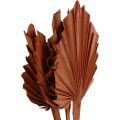 Floristik24 Palmspear liście palmowe naturalna dekoracja brązowa 5-9×14cm L35cm 4szt