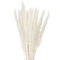 Floristik24 Suszone kwiaty trawy pampasowej bielone 70cm 15szt