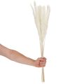 Suszone kwiaty trawy pampasowej bielone 70cm 15szt | Floristik24.pl
