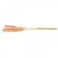 Floristik24 Suszona trawa pampasowa różowe suszone kwiaty naturalna dekoracja 65-75cm 6szt