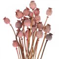Floristik24 Dry Deco Poppy Kapsułki Różowy Mak Kolor Suszone Kwiaty 75g