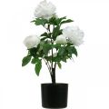 Floristik24 Sztuczna Paeonia, piwonia w doniczce, roślina ozdobna białe kwiaty wys.57cm
