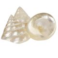 Floristik24 Ozdoba z masy perłowej ślimak morski dekoracja ślimaka 5–6cm 6szt