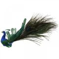 Floristik24 Rajski ptak, paw do zacisku, ptaszek z piór, dekoracja ptaka niebieski, zielony, kolorowy H8,5 L29cm
