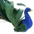 Floristik24 Rajski ptak, paw do zacisku, ptaszek z piór, dekoracja ptaka niebieski, zielony, kolorowy H8,5 L29cm