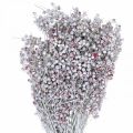 Floristik24 Papryka śnieżna jagody, dekoracja zimowa, suszone kwiaty, adwent, pieprz różowy myty biały 170g