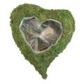 Floristik24 Serce roślinne Zielony mech Miska na rośliny serce 26×30×8cm