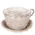 Floristik24 Filiżanka koszykowa ze spodkiem, dekoracja stołu, duża, 34cm